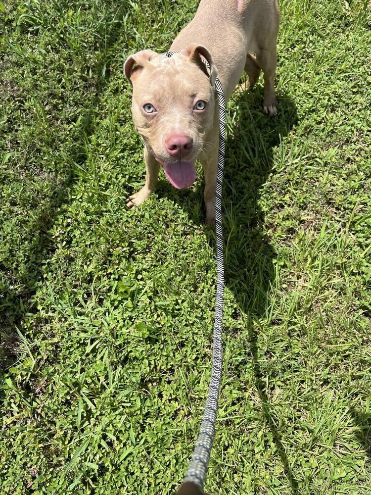 Enlarge Madison, a Adopted mixed breed in Scott, LA image 4/4