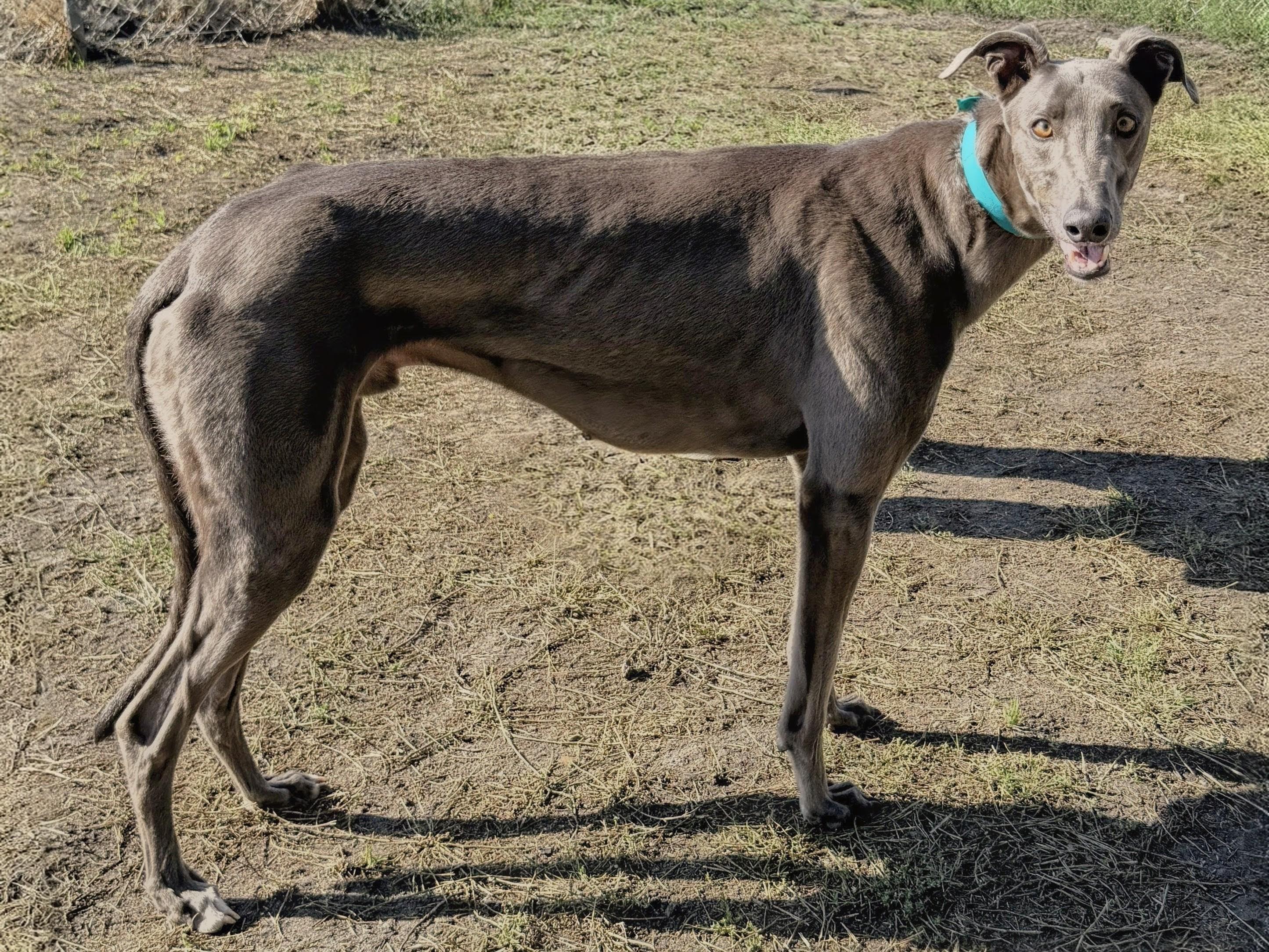 Tanner, adopted, Young Male Greyhound.