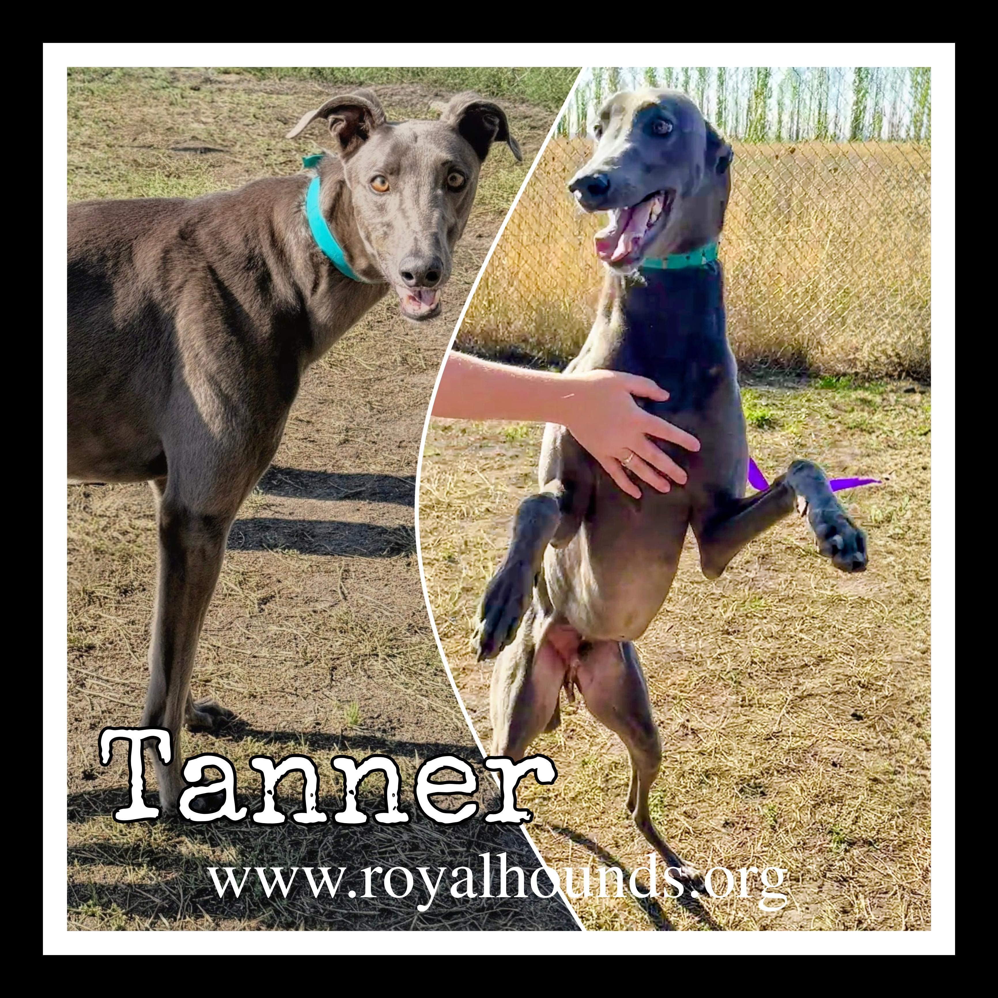 Enlarge Tanner, an adopted Greyhound in Seattle, WA image 2/2
