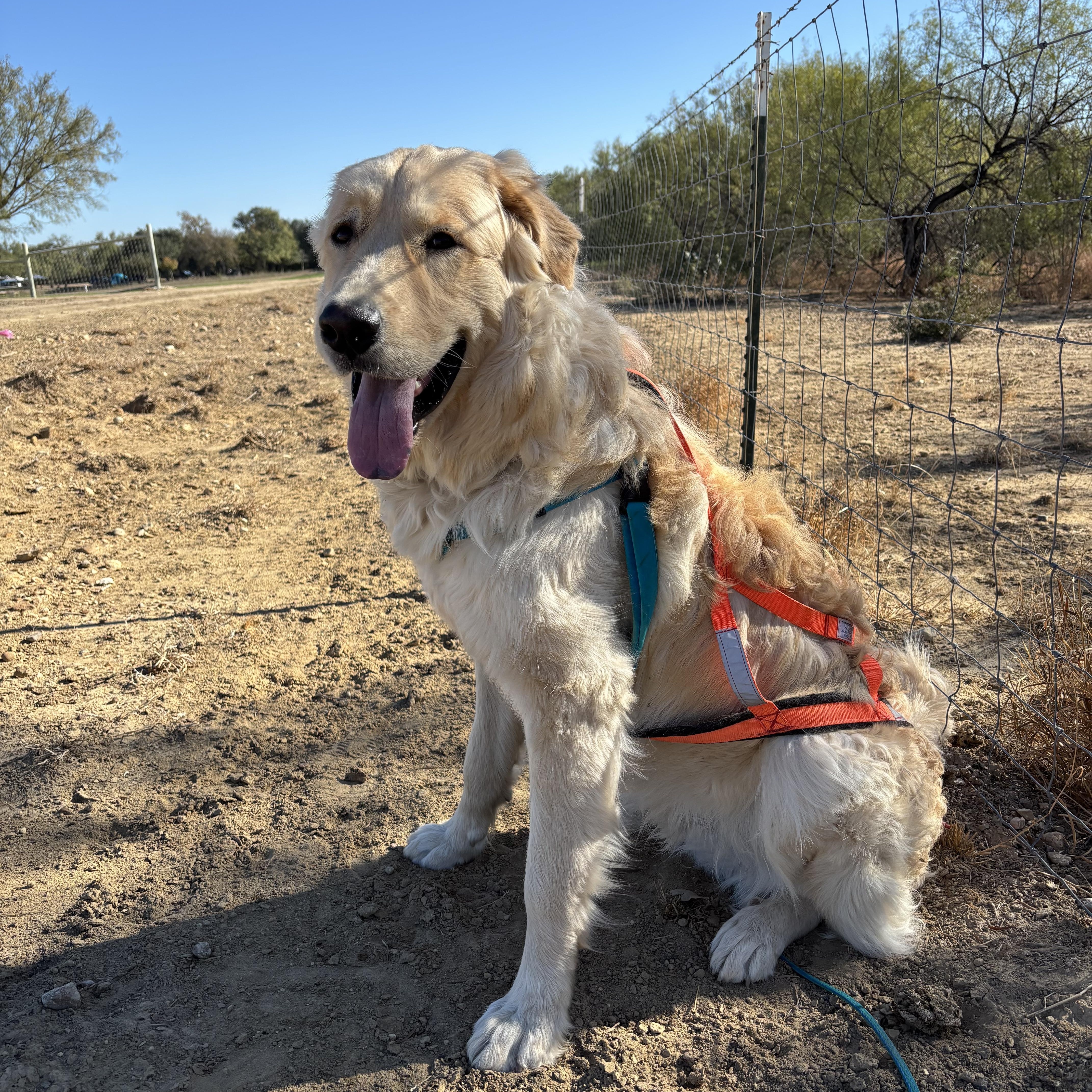 Chewie, a Adoptable mixed breed in Primm Springs, TN image 5/6