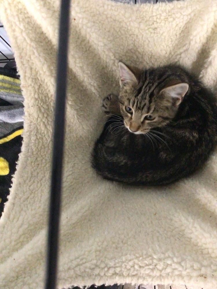 Enlarge Pecan, a Adoptable Domestic Short Hair in Logansport , IN image 1/1