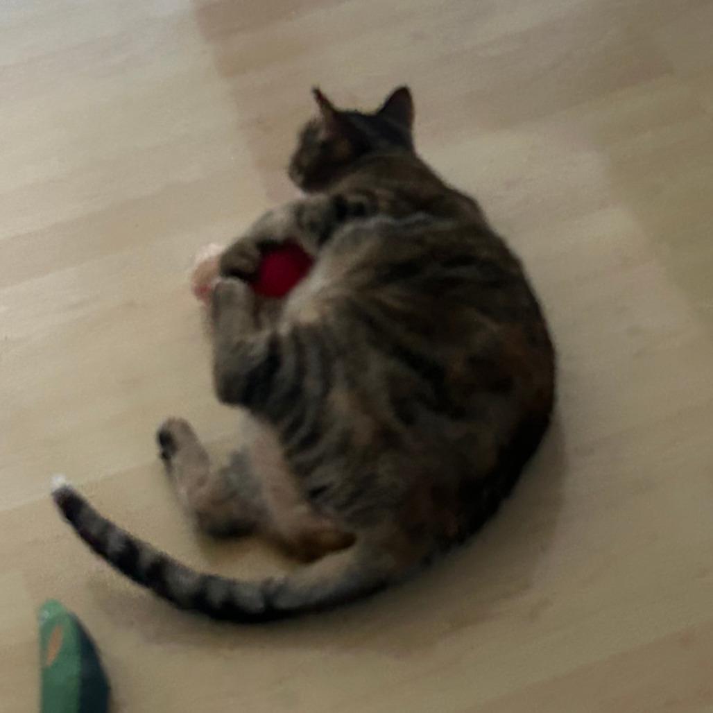 Murph, a Adoptable Domestic Short Hair in Middleton, WI image 1/4