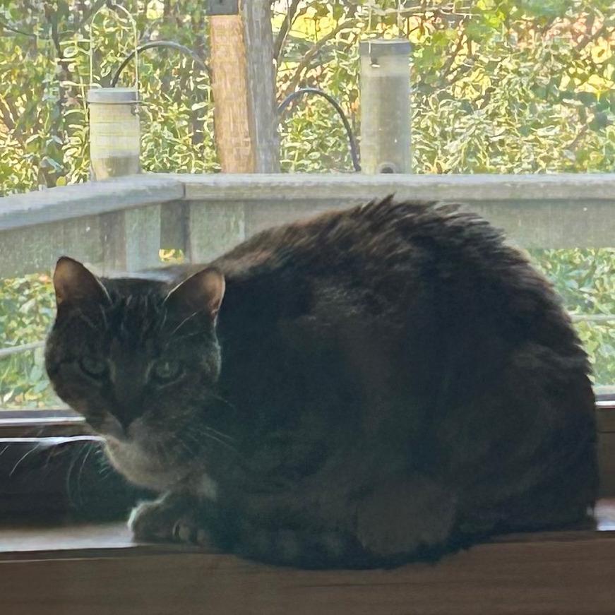 Murph, a Adoptable Domestic Short Hair in Middleton, WI image 4/4