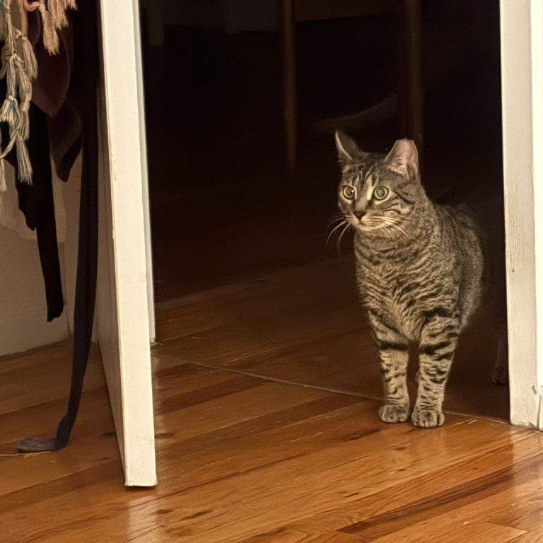 Enlarge Ingrid, a Adoptable Domestic Short Hair in Brooklyn , NY image 5/6