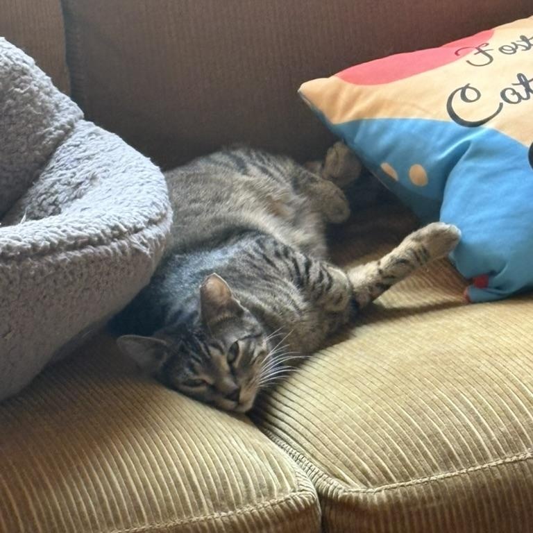 Enlarge Ingrid, a Adoptable Domestic Short Hair in Brooklyn , NY image 4/6