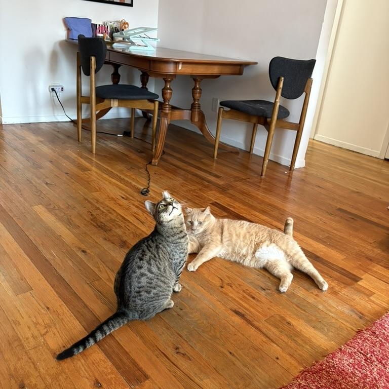 Enlarge Ingrid, a Adoptable Domestic Short Hair in Brooklyn , NY image 3/6