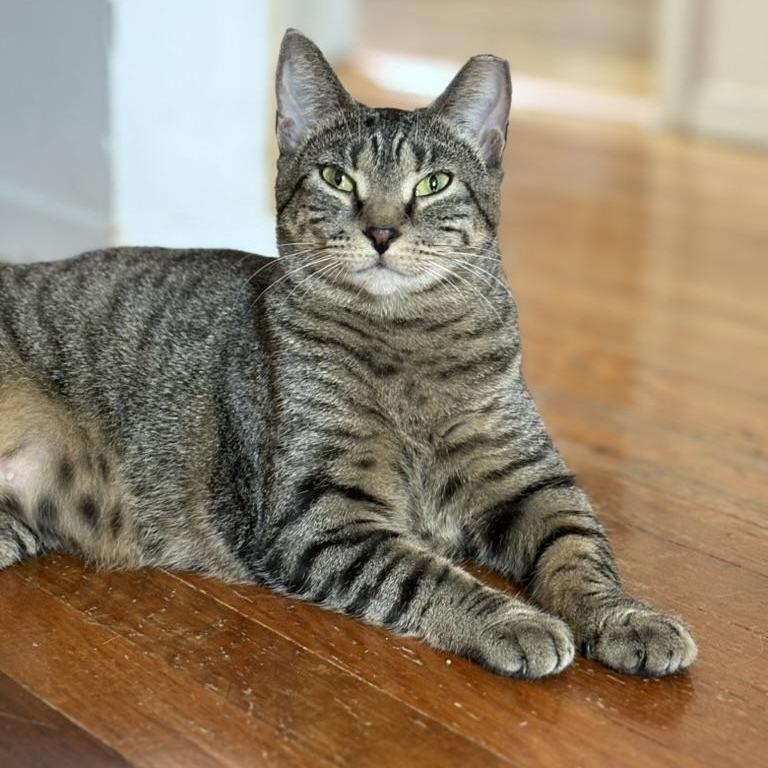 Enlarge Ingrid, a Adoptable Domestic Short Hair in Brooklyn , NY image 1/6