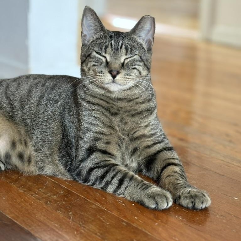 Enlarge Ingrid, a Adoptable Domestic Short Hair in Brooklyn , NY image 2/6