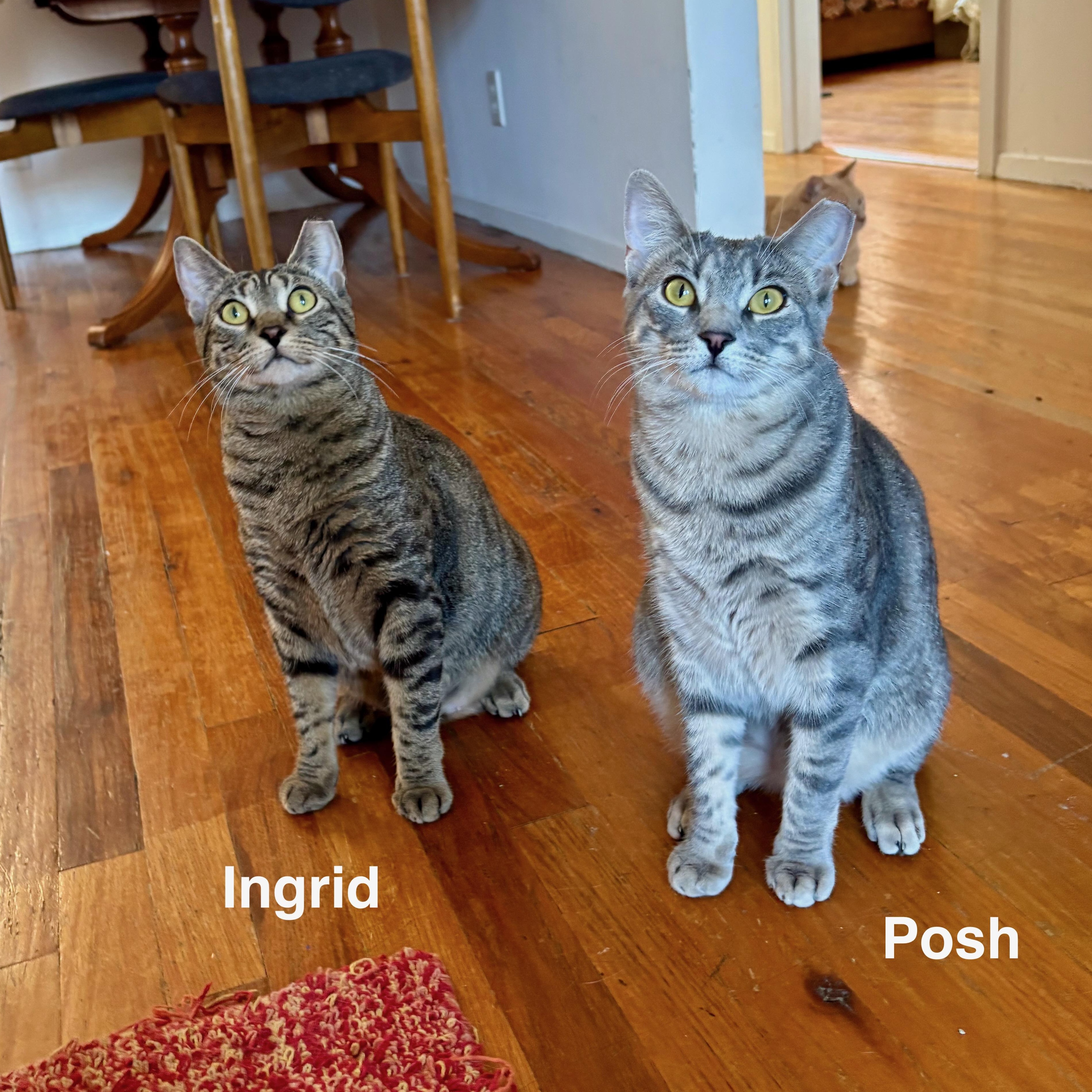 Enlarge Ingrid, a Adoptable Domestic Short Hair in Brooklyn , NY image 6/6