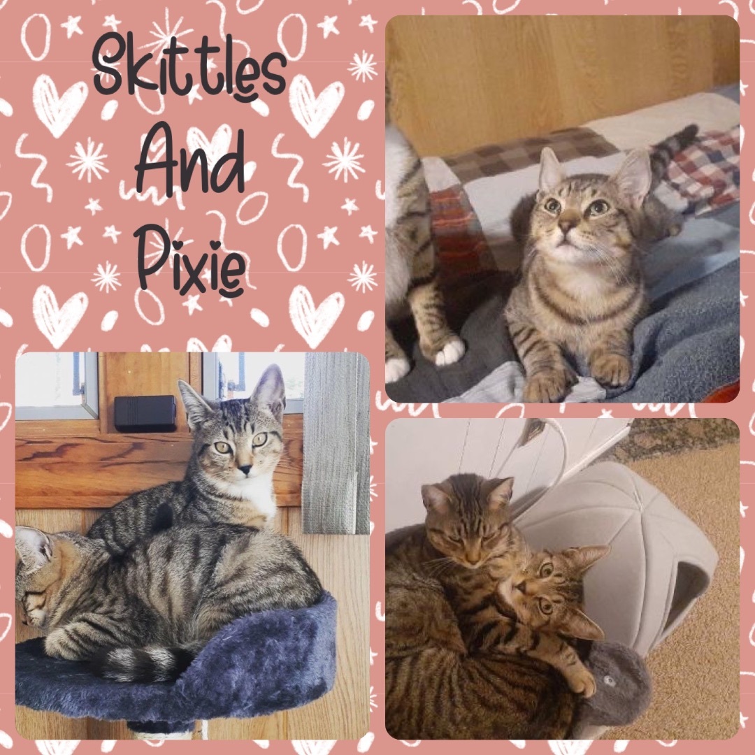Skittles and Pixie photo 4