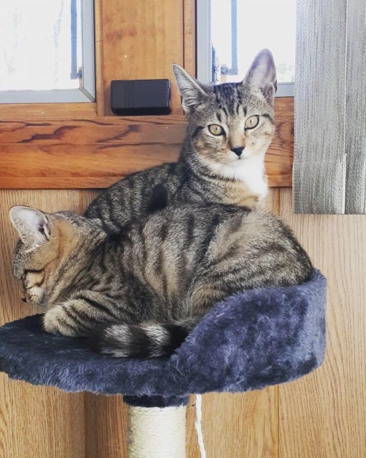 Skittles and Pixie photo 3