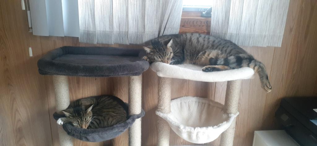 Skittles and Pixie photo 6