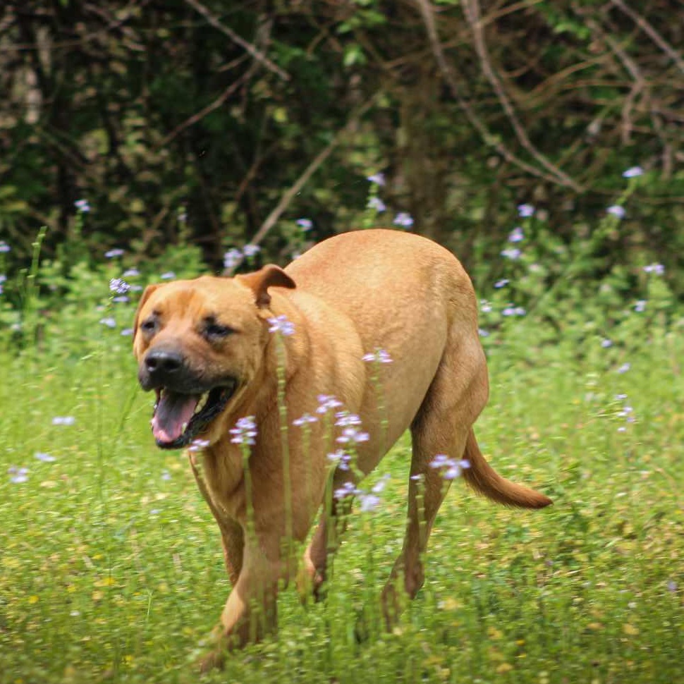 Sage, a Adoptable mixed breed in St. George, SC image 1/3