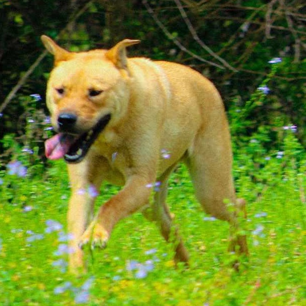 Sage, a Adoptable mixed breed in St. George, SC image 2/3