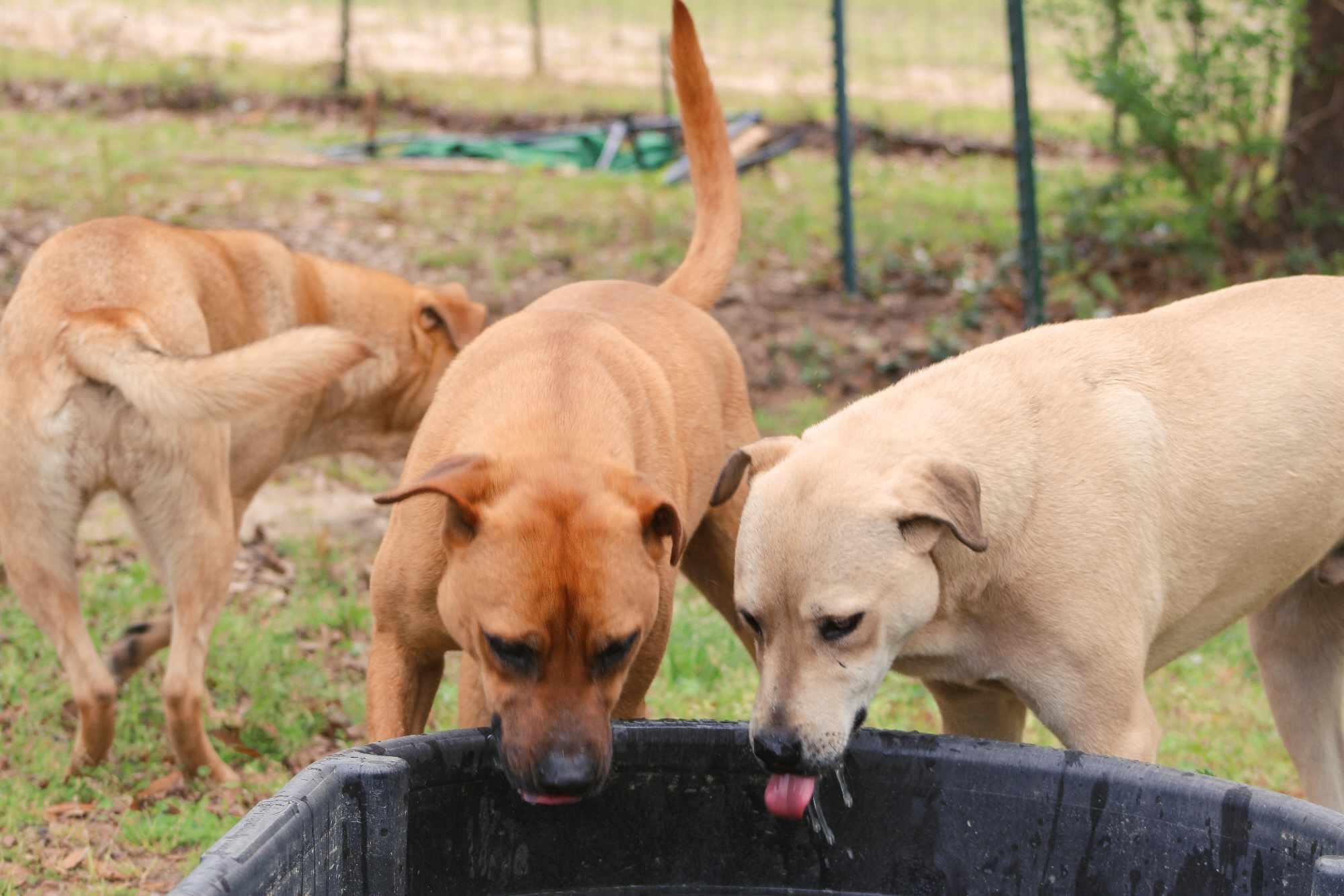 Sage, a Adoptable mixed breed in St. George, SC image 3/3