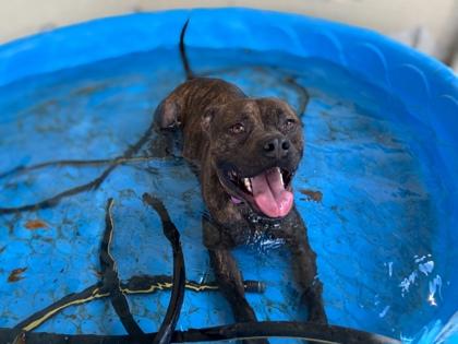 Mitch, Adoptable, Adult Male American Bulldog & Mixed Breed.