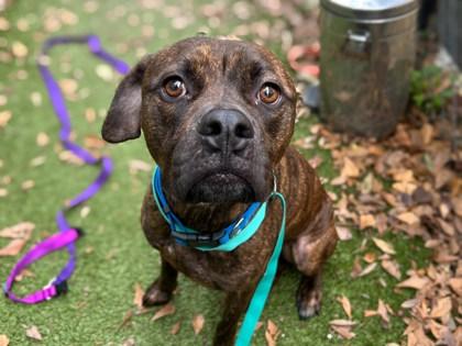 Enlarge Mitch, a Adoptable mixed breed in Gainesville, FL image 1/1