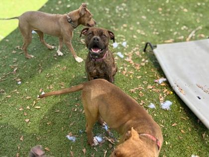 Enlarge Mitch, a Adoptable mixed breed in Gainesville, FL image 1/3