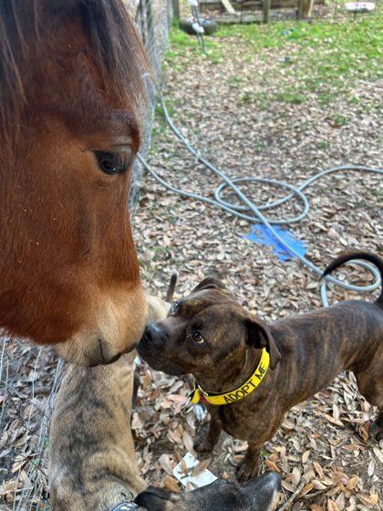 Enlarge Mitch, a Adoptable mixed breed in Gainesville, FL image 2/3