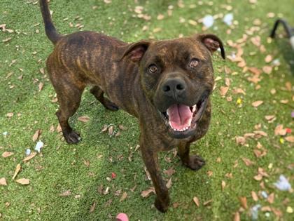 Enlarge Mitch, a Adoptable mixed breed in Gainesville, FL image 3/3