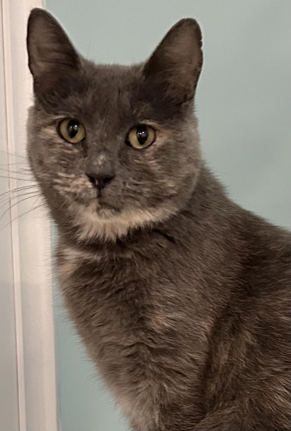 Enlarge Little Louisa, a ADOPTABLE Domestic Short Hair in Douglas, MI image 2/3