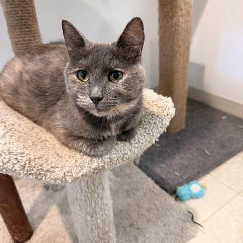 Little Louisa, ADOPTABLE, Adult Female Domestic Short Hair.