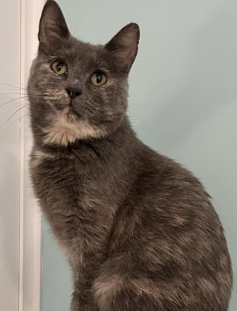 Enlarge Little Louisa, a ADOPTABLE Domestic Short Hair in Douglas, MI image 3/3