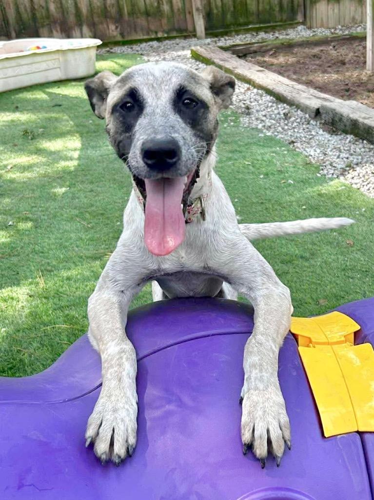 Enlarge Rocky, a Adoptable mixed breed in Augusta, GA image 2/2