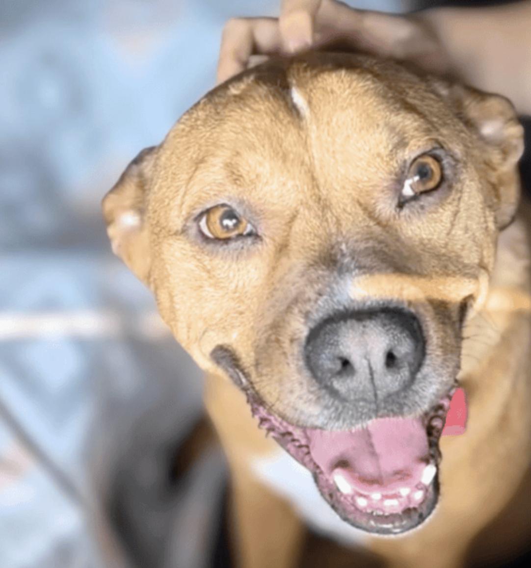 Billy Bob - Adoption Pending, an adopted Mixed Breed in Nashville, TN image 2/4