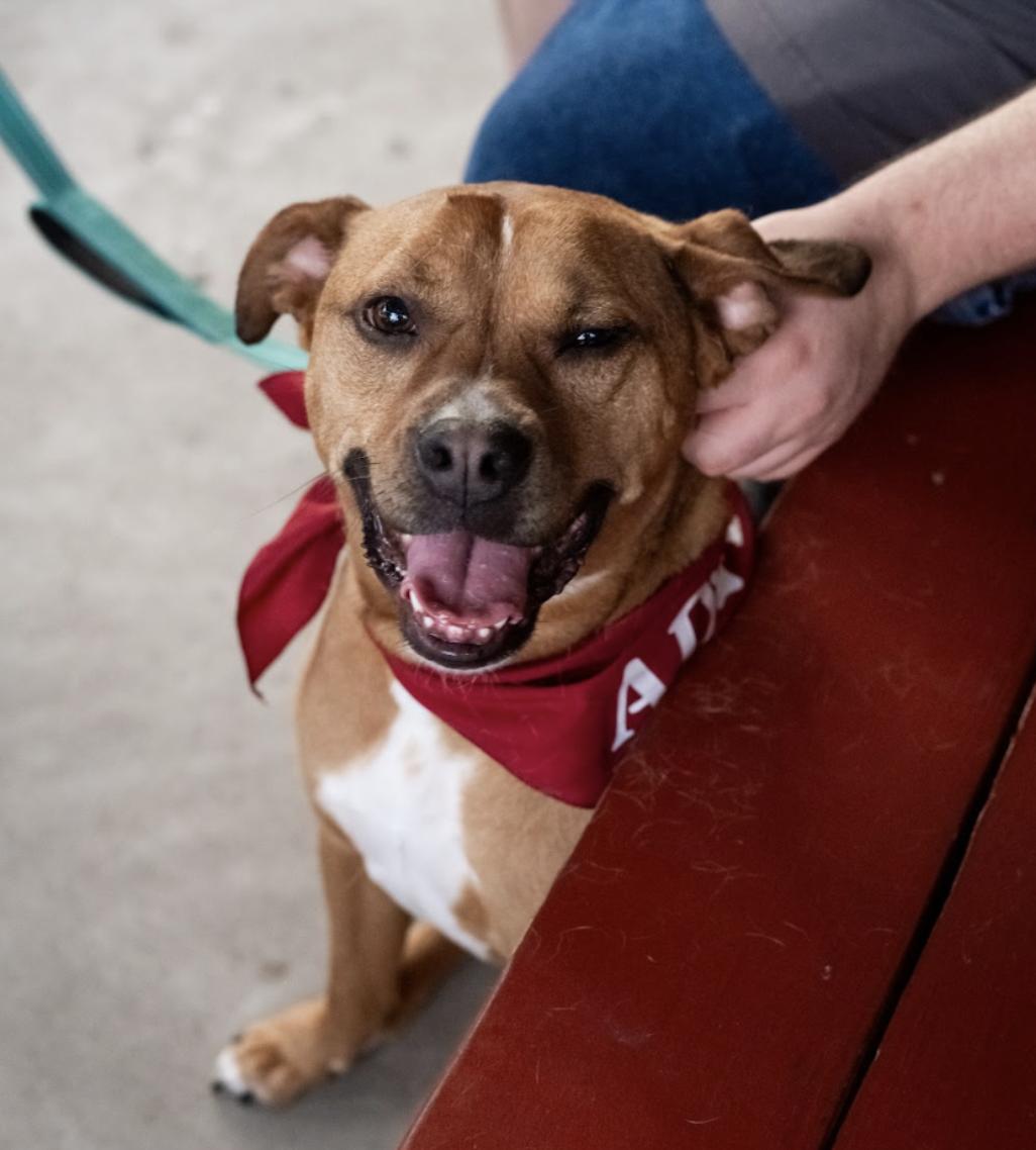 Billy Bob - Adoption Pending, adopted, Young Male Mixed Breed.