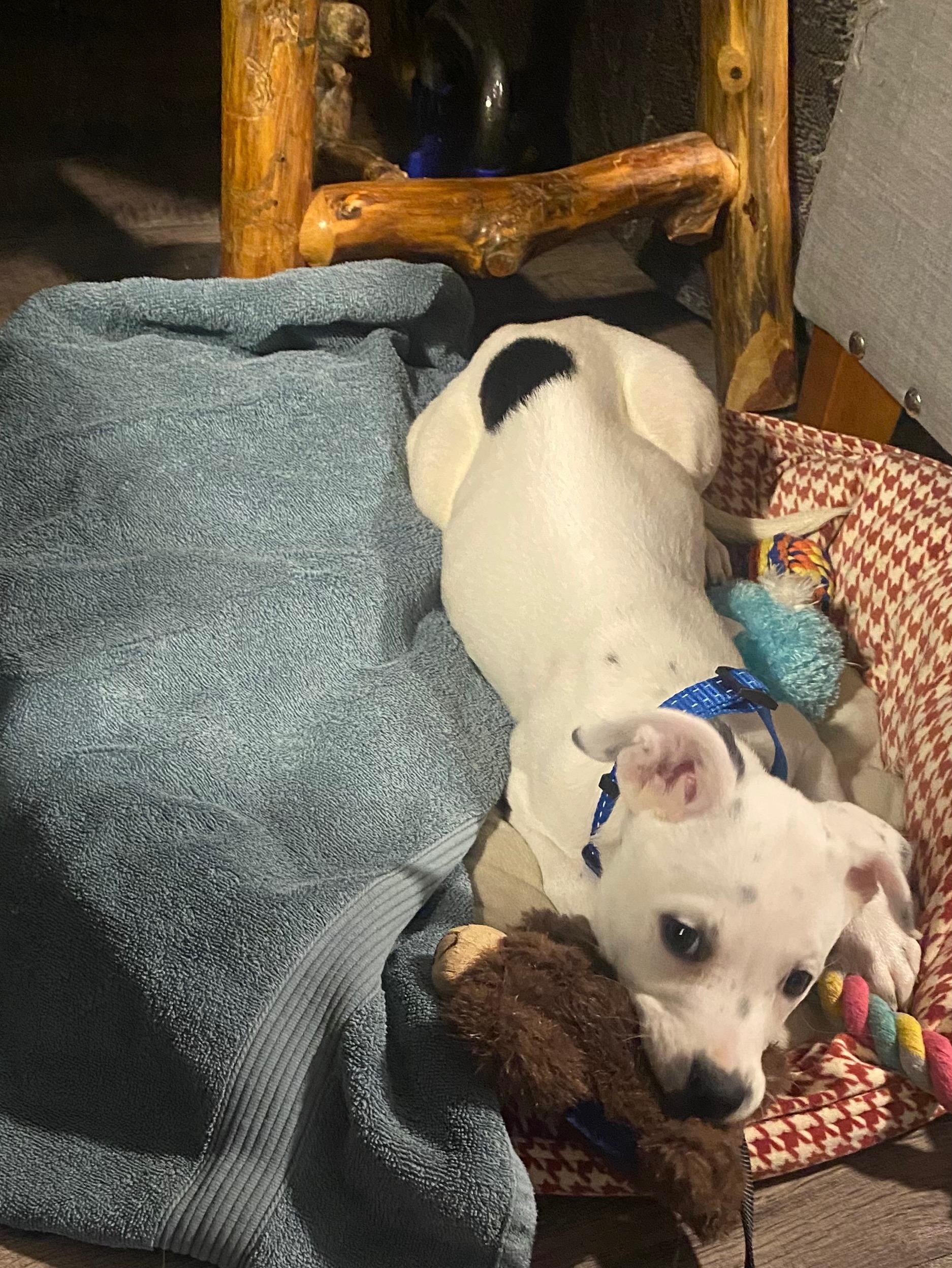 Spudz (Acorn), Adoptable, Puppy Male Mixed Breed.