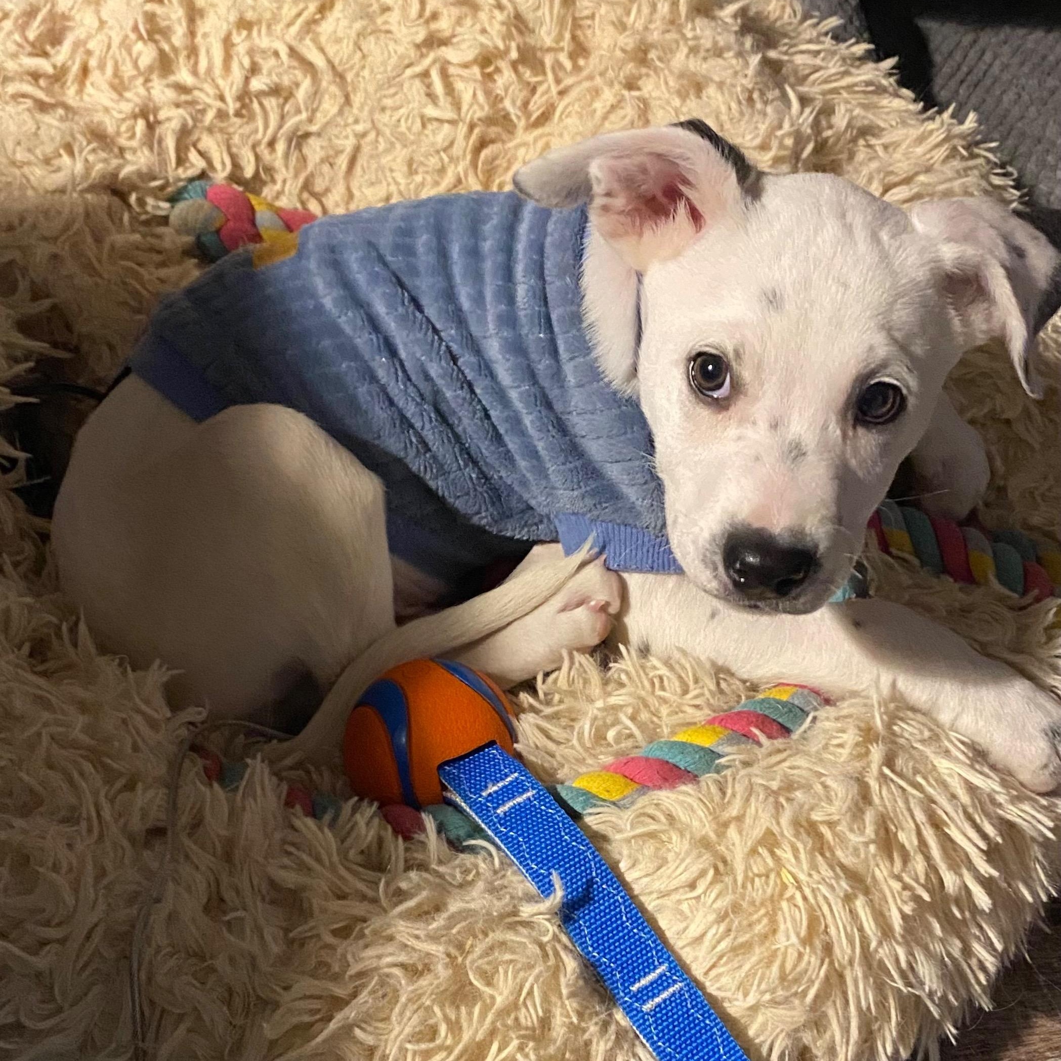 Spudz (Acorn), Adoptable, Puppy Male Mixed Breed.