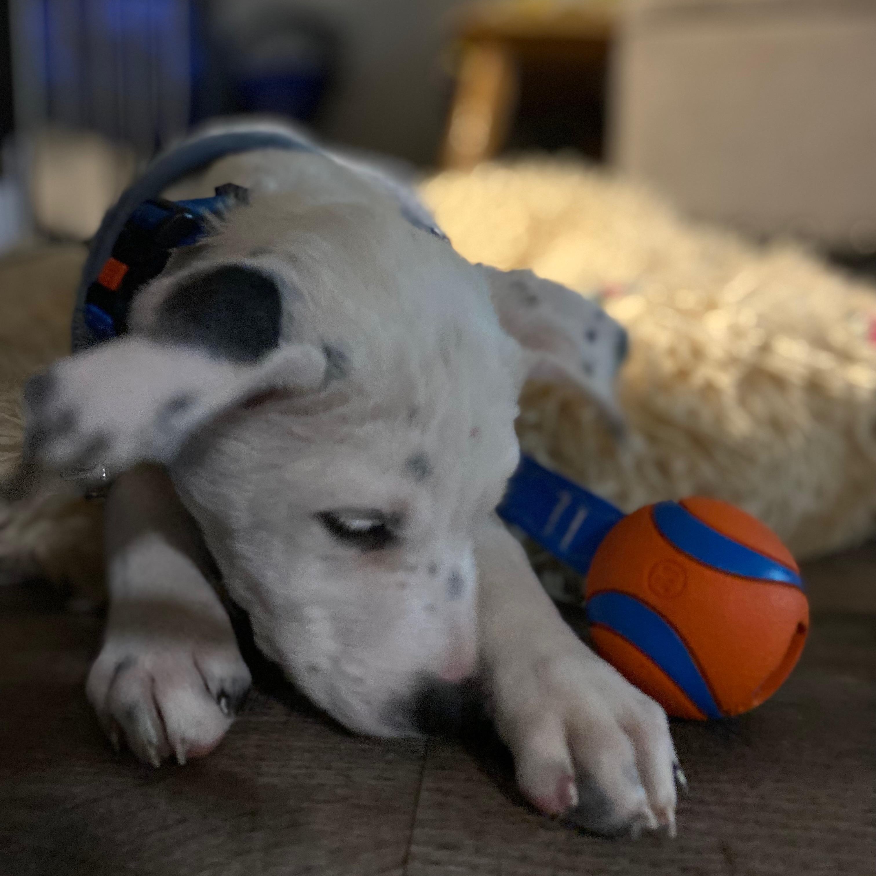 Spudz (Acorn), a Adoptable mixed breed in Alma, MI image 3/3