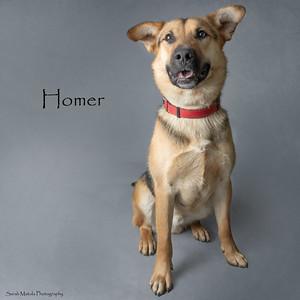 Homer, Adoptable, Adult Male Shepherd & Mixed Breed.