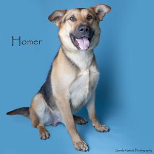 Enlarge Homer, a Adoptable mixed breed in Ruidoso, NM image 2/2