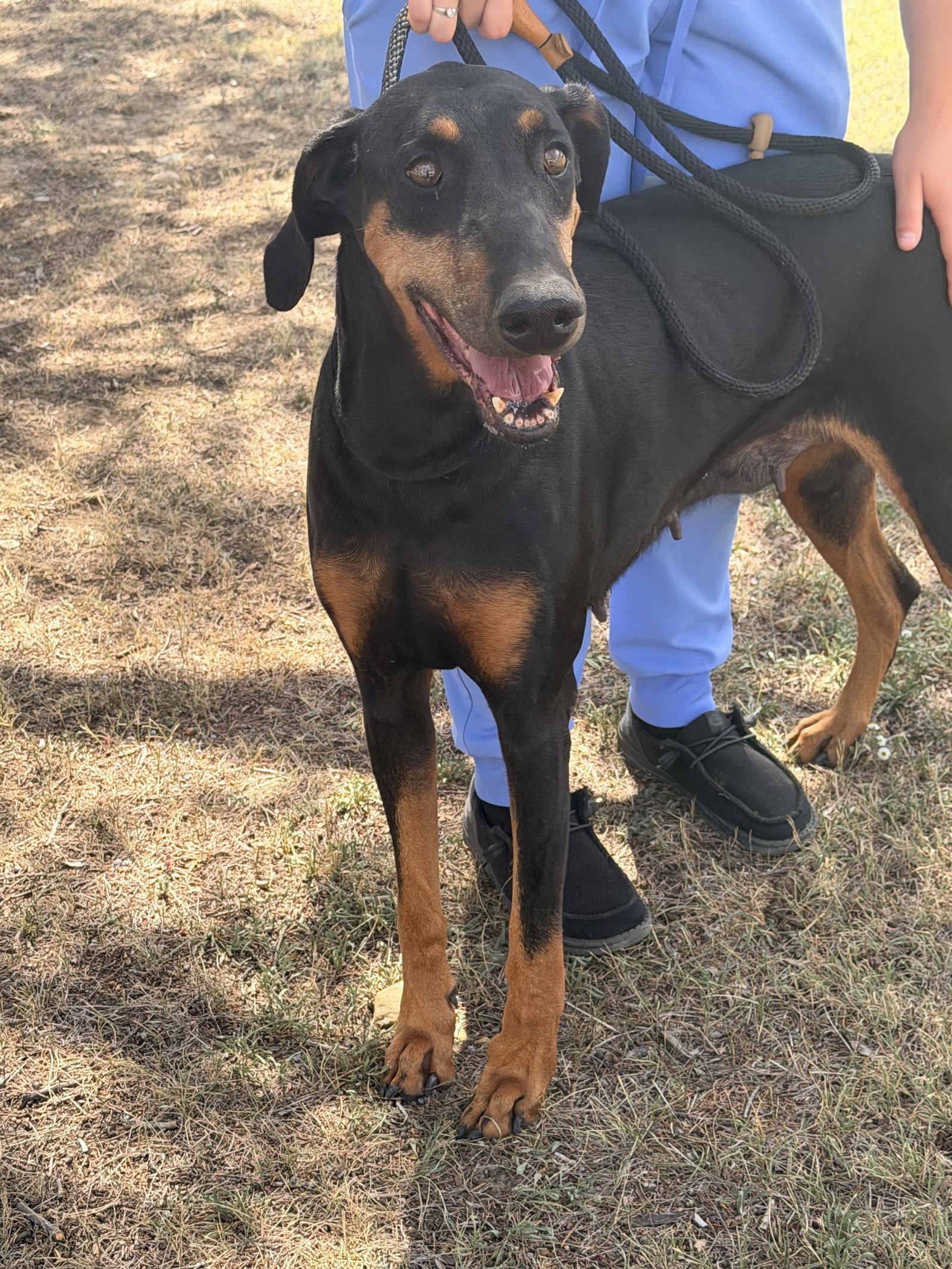 Cleo, Adopted, Senior Female Doberman Pinscher.