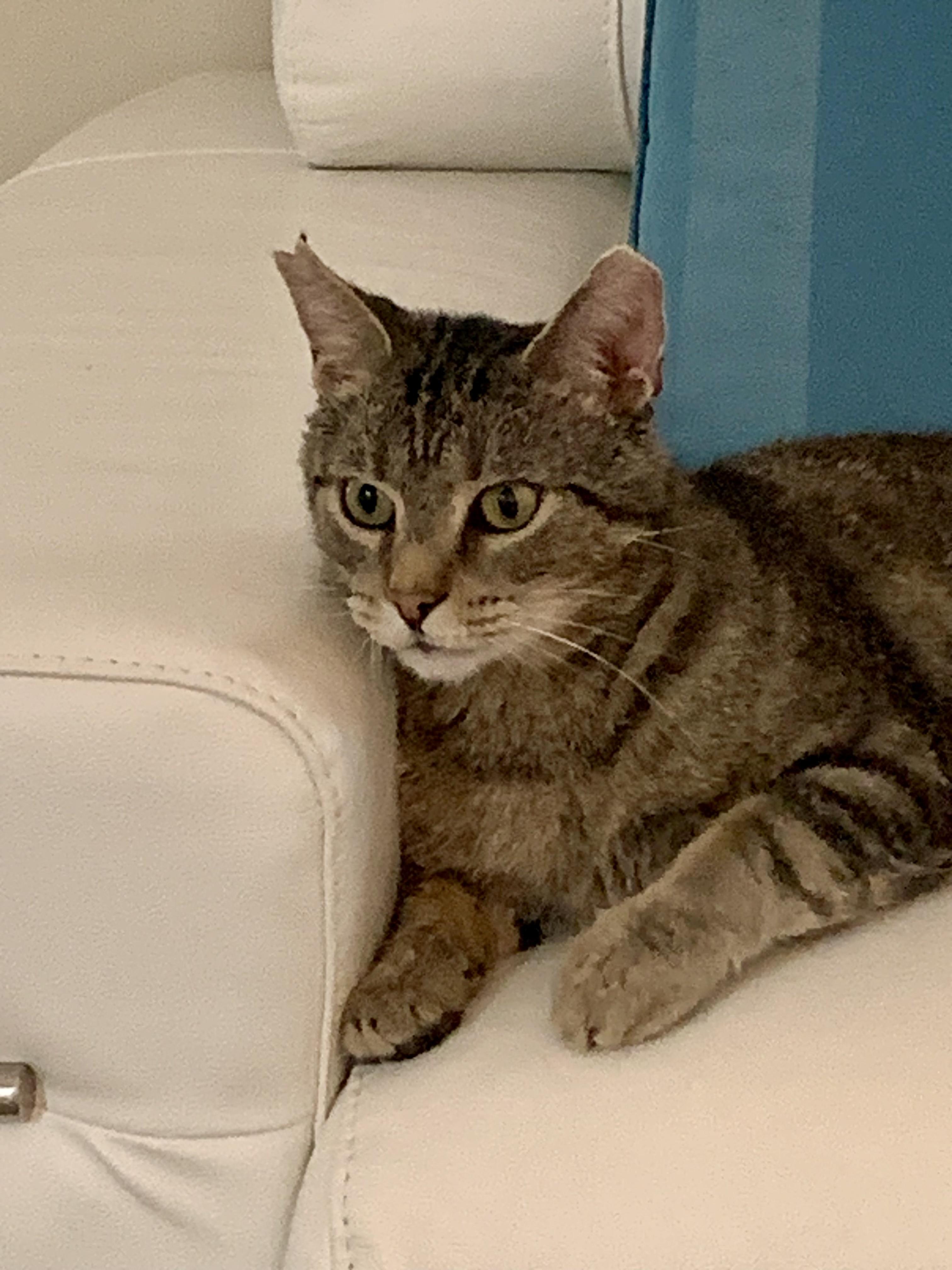 Frank, Adoptable, Adult Male American Shorthair.