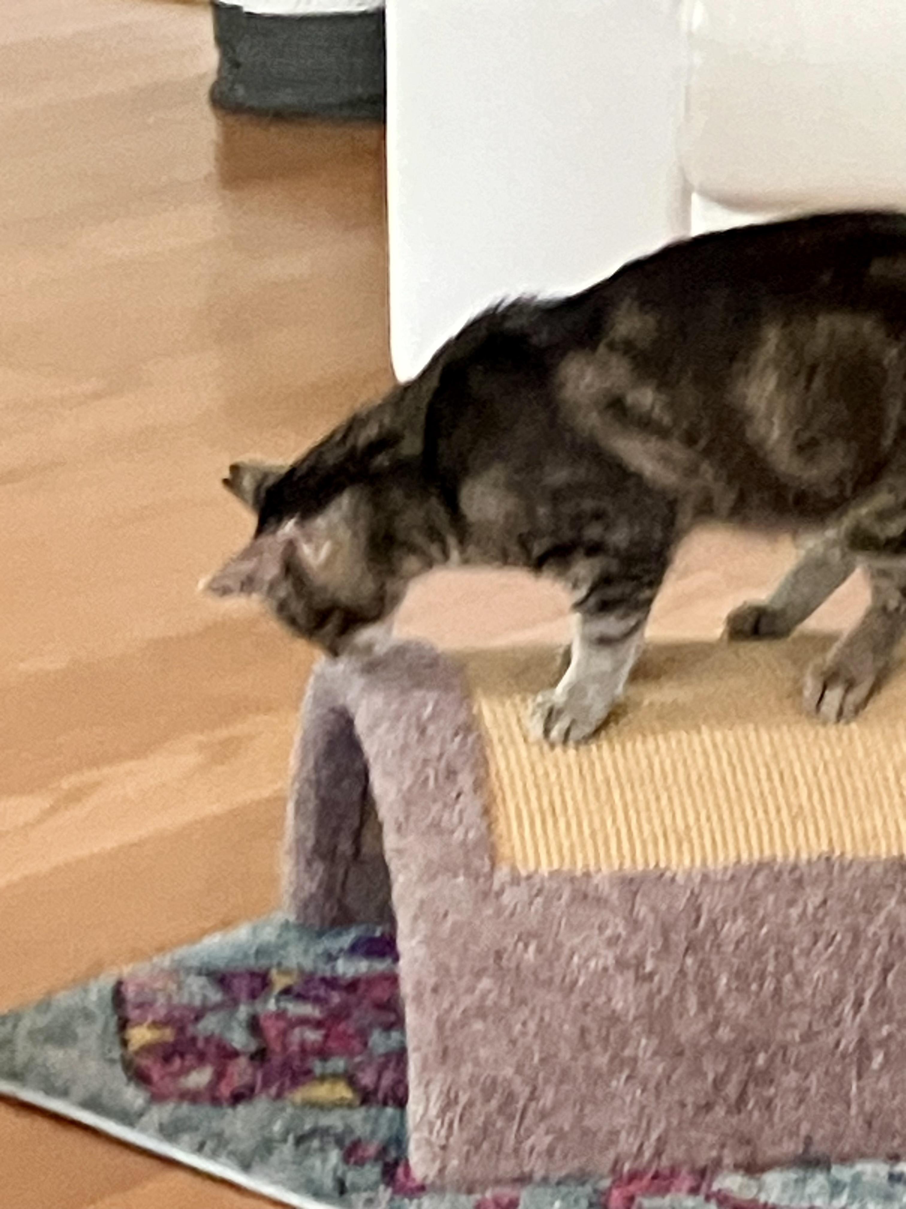 Frank, a Adoptable American Shorthair in Cincinnati, OH image 2/5