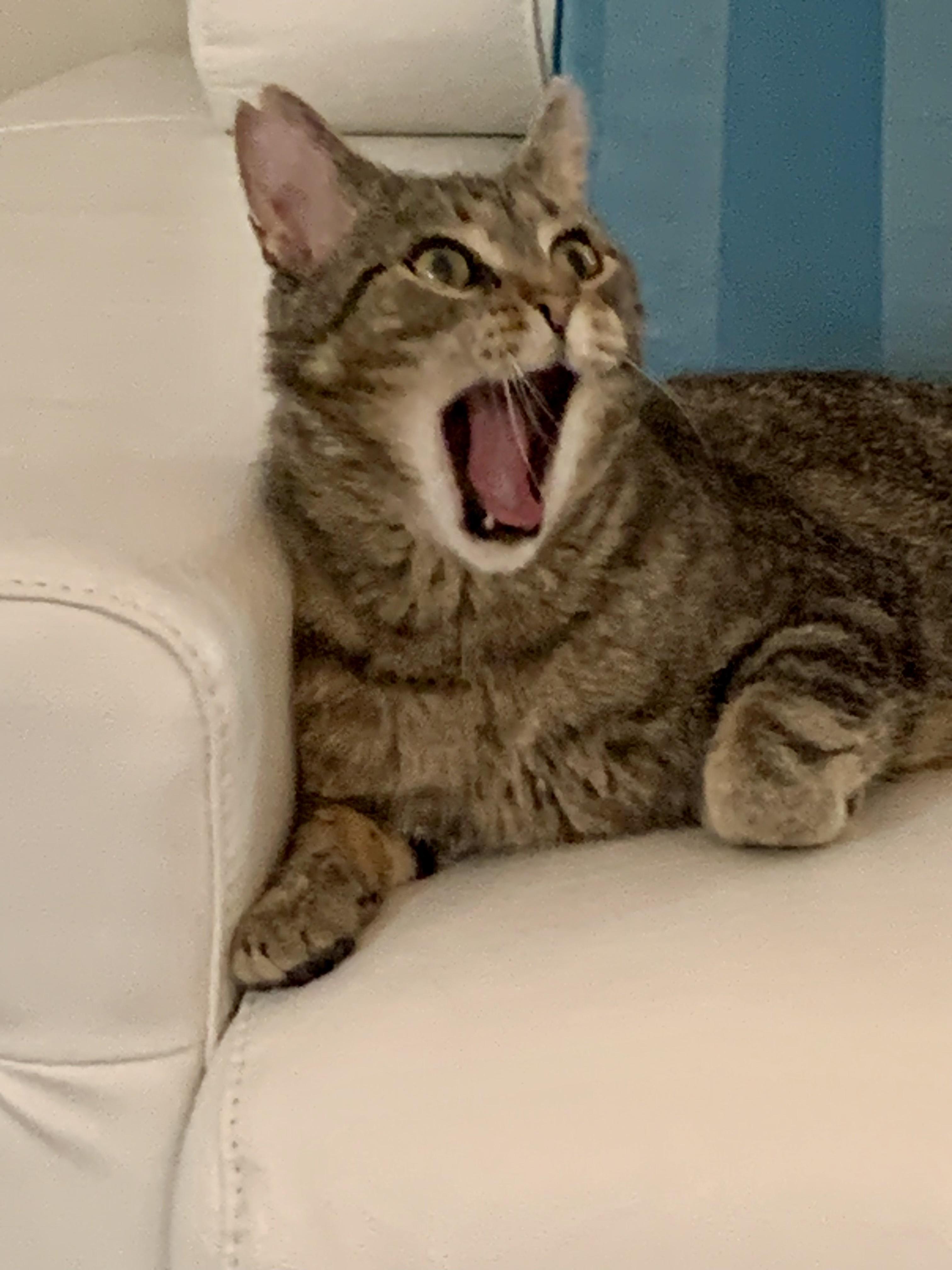 Frank, a Adoptable American Shorthair in Cincinnati, OH image 3/5