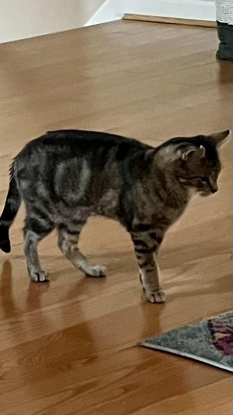 Frank, a Adoptable American Shorthair in Cincinnati, OH image 4/5