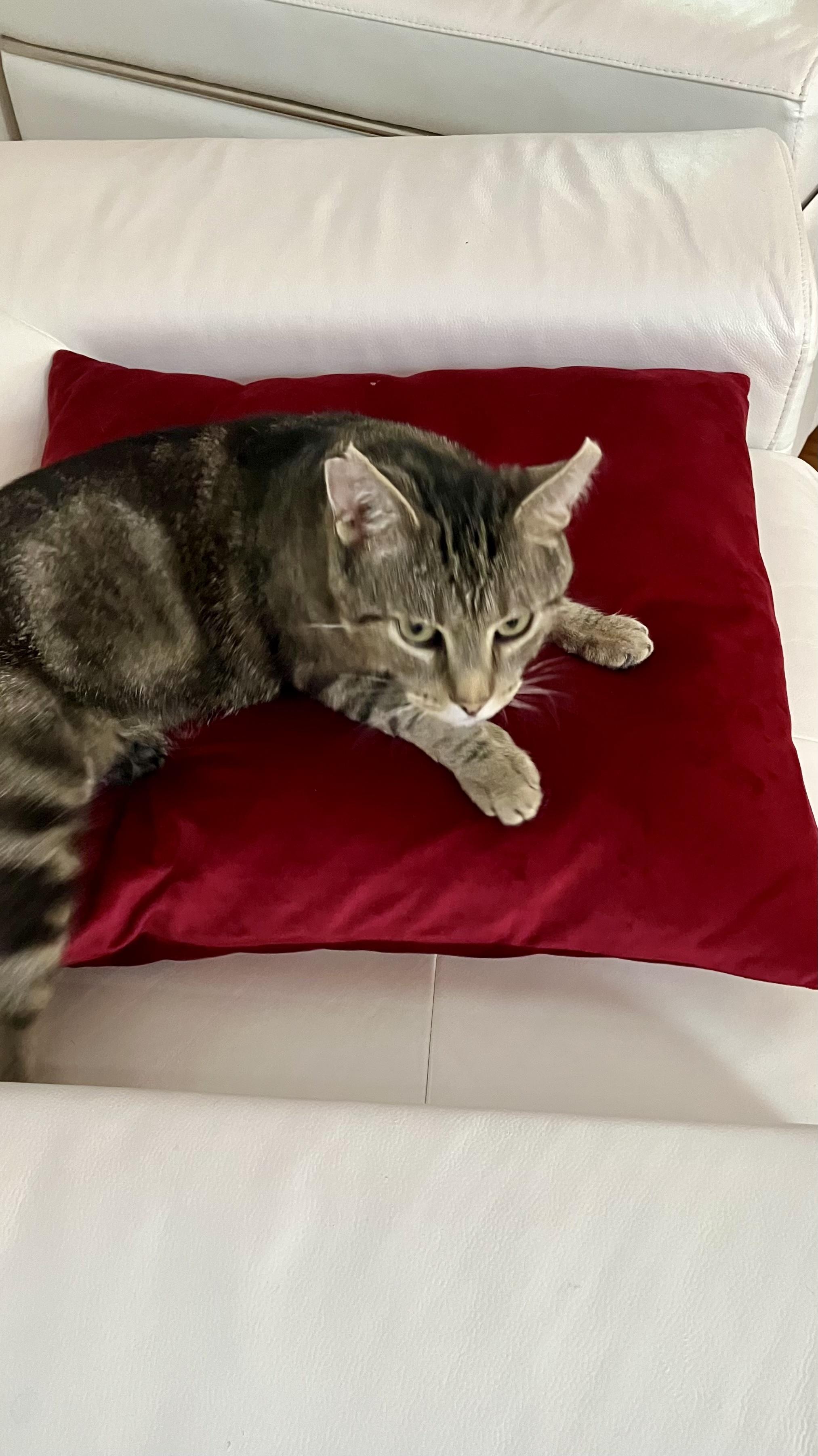 Frank, a Adoptable American Shorthair in Cincinnati, OH image 5/5