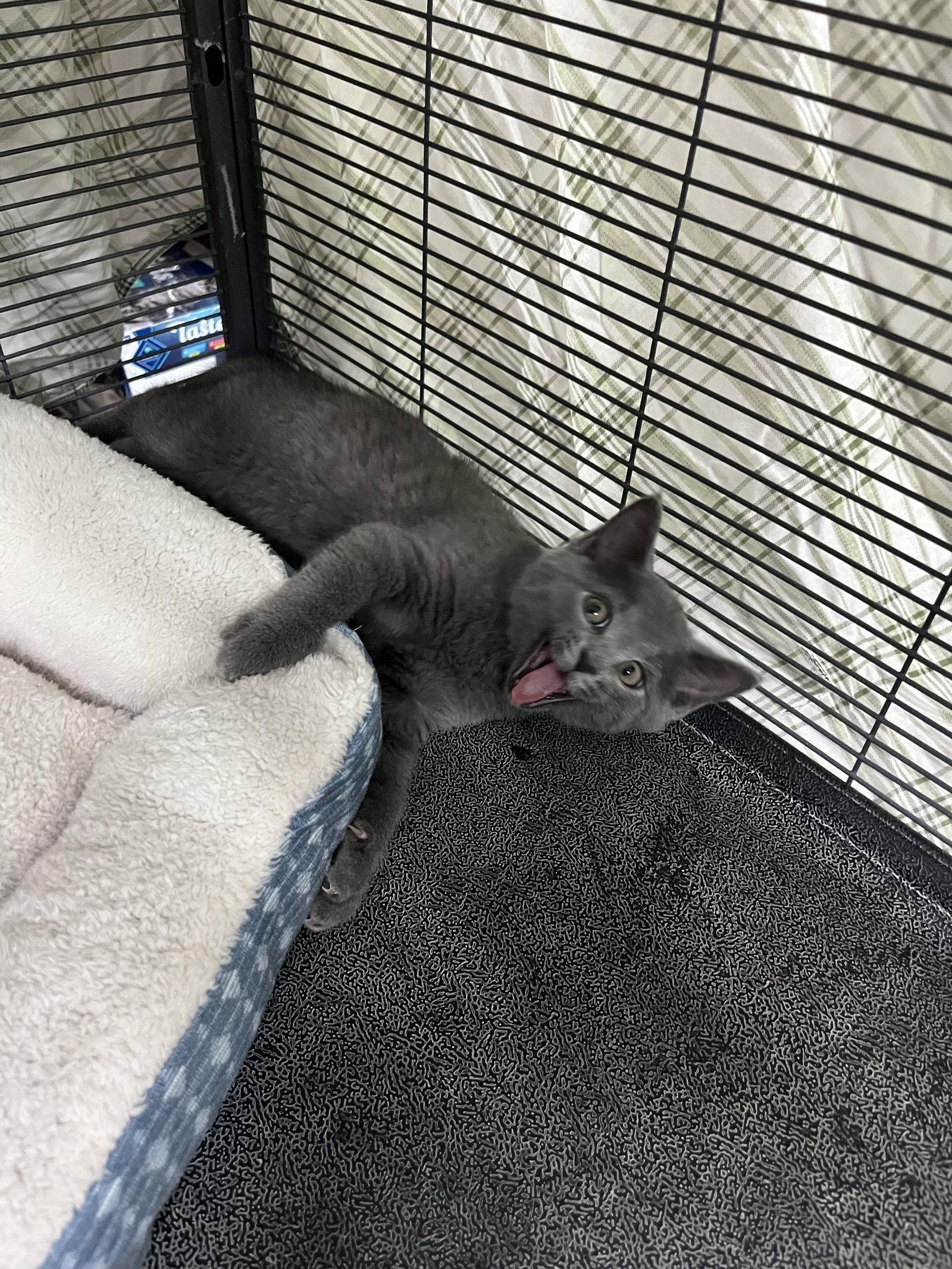Enlarge Mouse, a Adopted Domestic Short Hair in Aurora, CO image 1/3