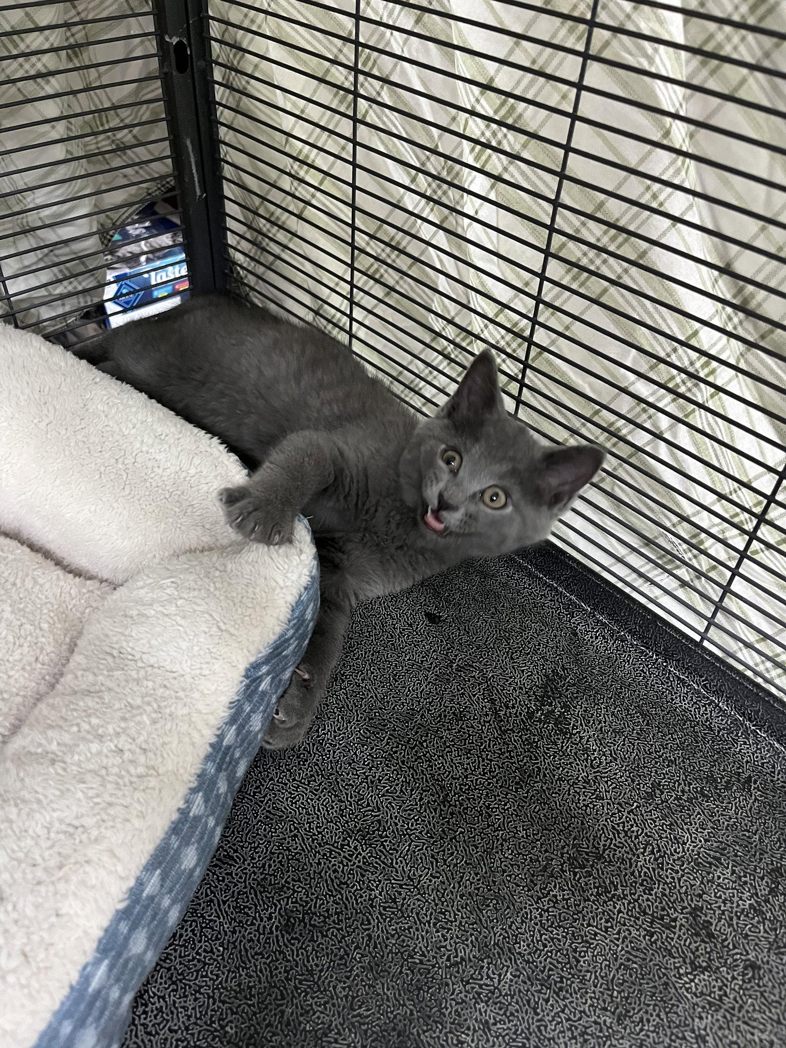 Enlarge Mouse, a Adopted Domestic Short Hair in Aurora, CO image 2/3
