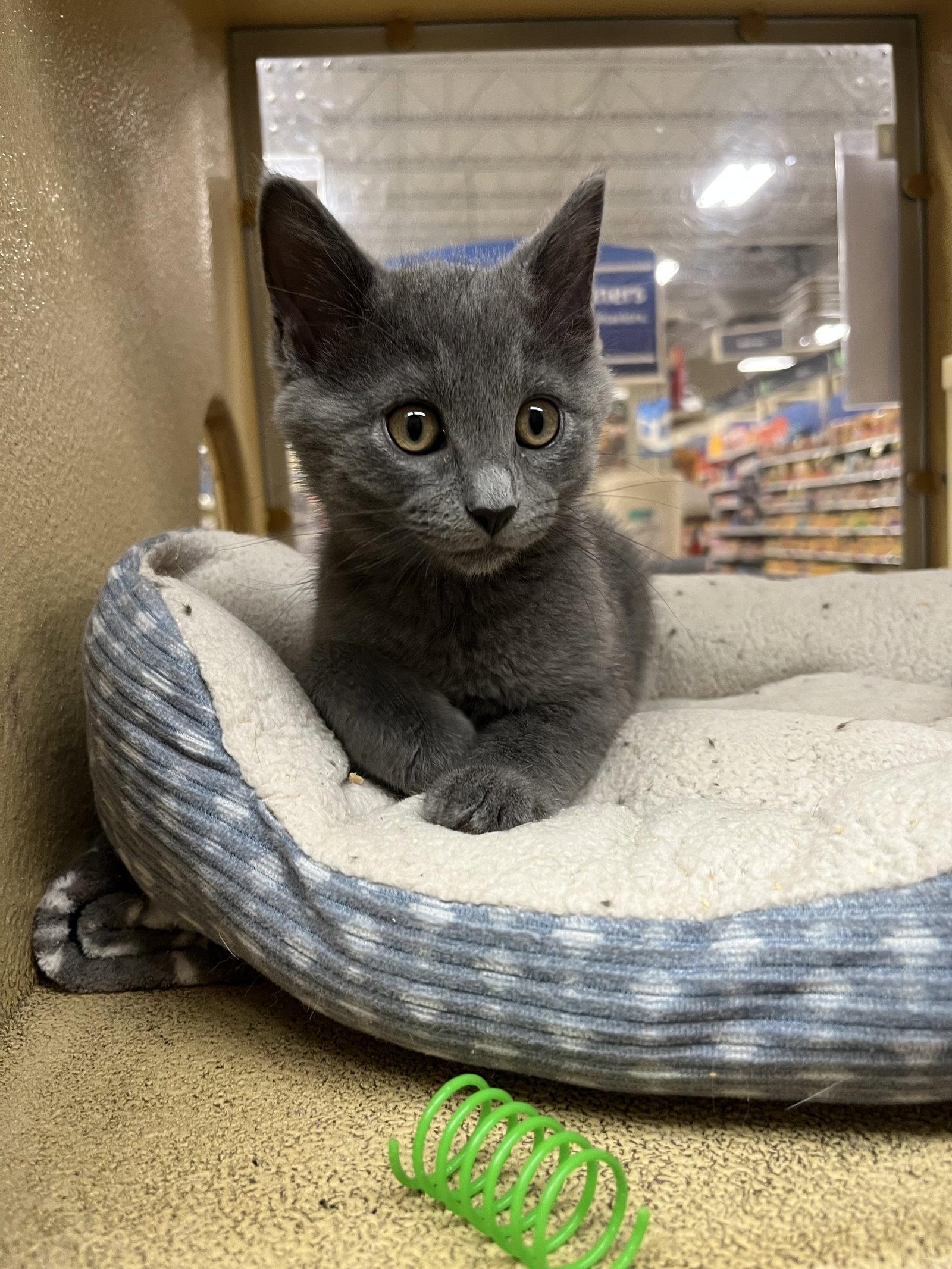 Enlarge Mouse, a Adopted Domestic Short Hair in Aurora, CO image 3/3