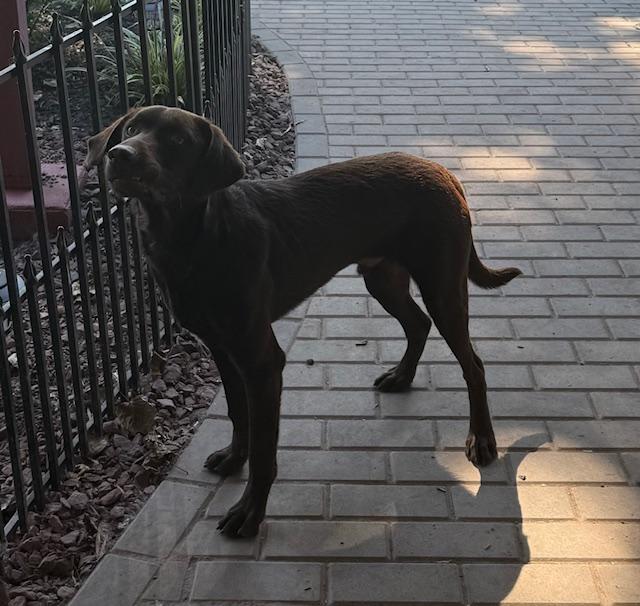 Rufio, Adopted, Young Male Chocolate Labrador Retriever.