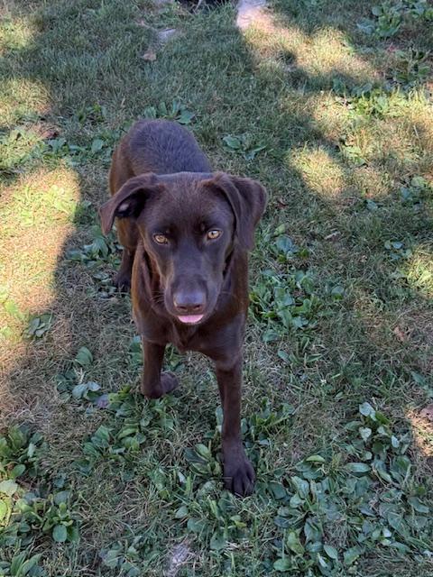 Rufio, a Adopted mixed breed in Lafayette Hill, PA image 2/2