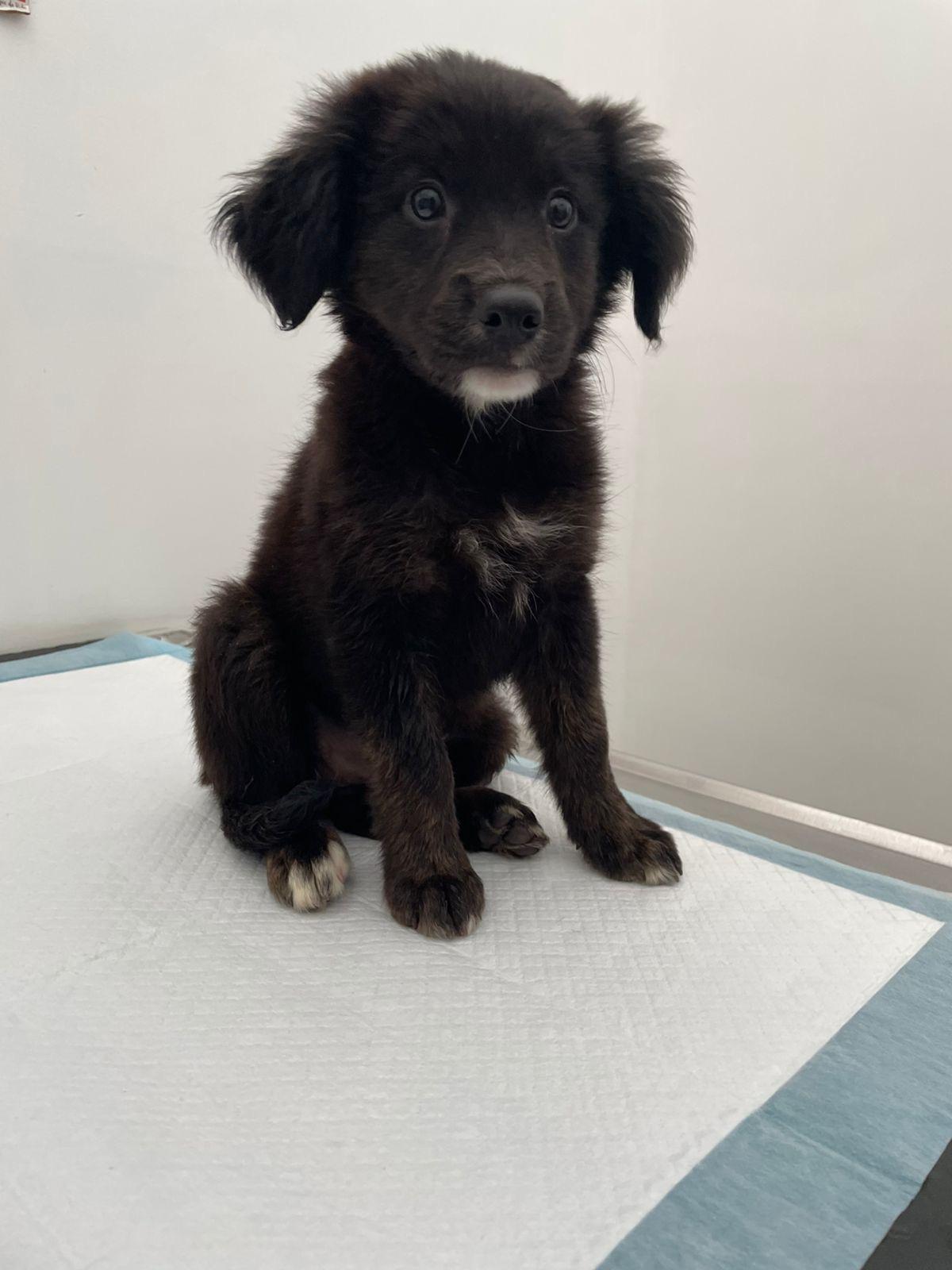 Ebony, a Adoptable mixed breed in Poway, CA image 1/4