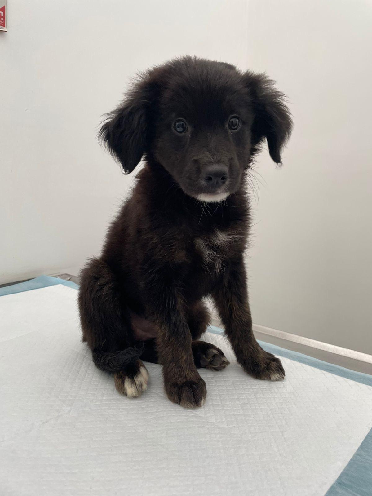 Ebony, a Adoptable mixed breed in Poway, CA image 2/4