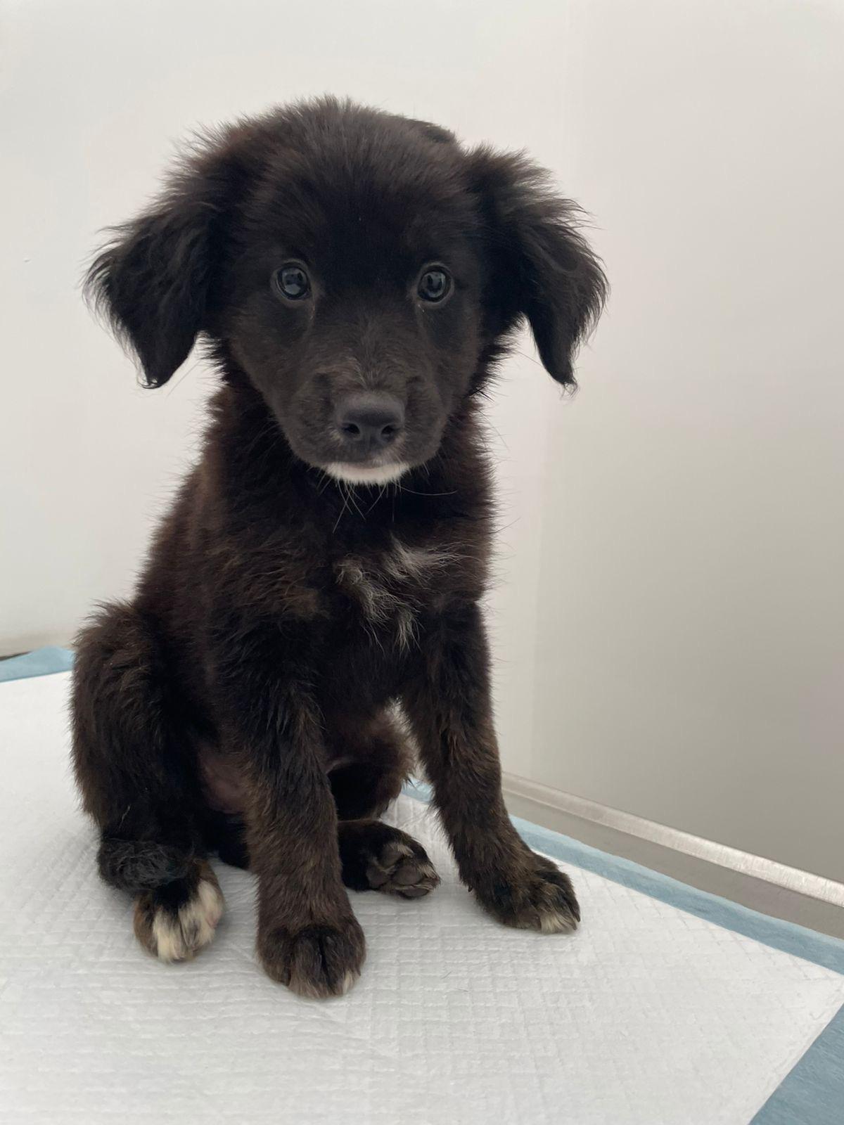 Ebony, a Adoptable mixed breed in Poway, CA image 3/4