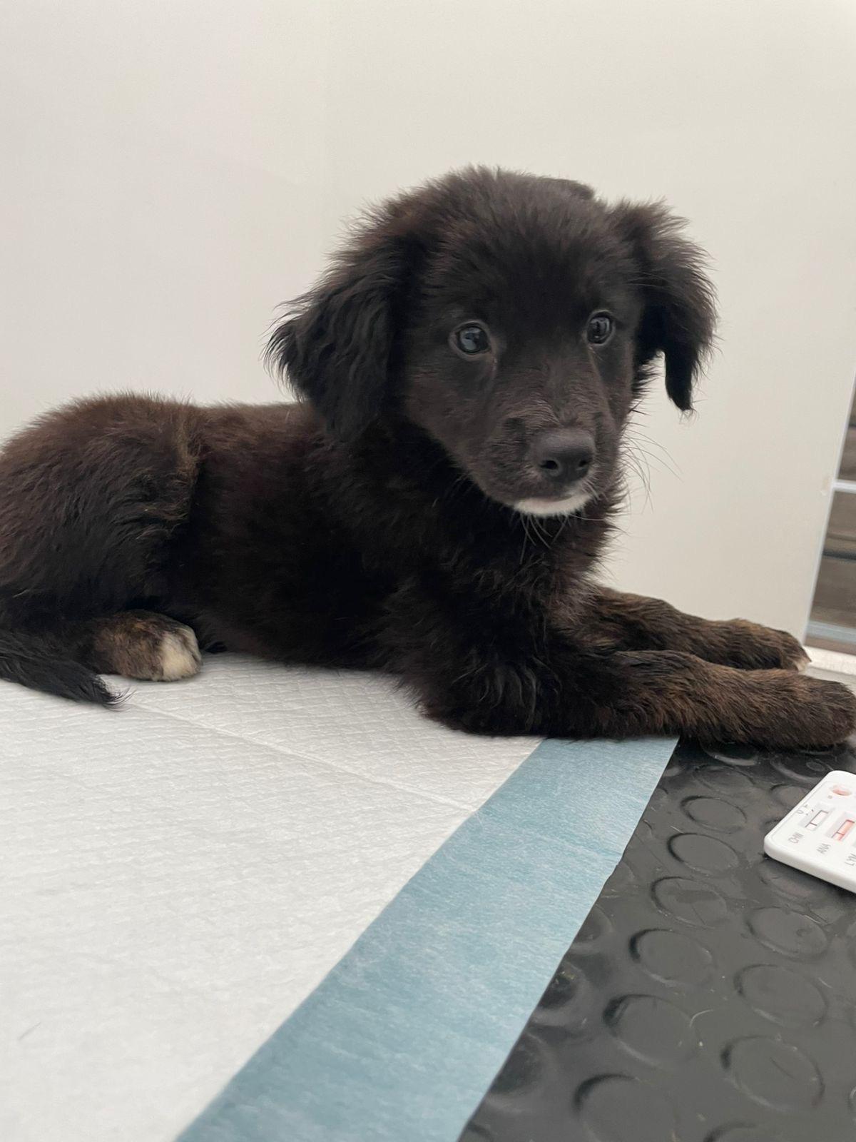 Ebony, a Adoptable mixed breed in Poway, CA image 4/4